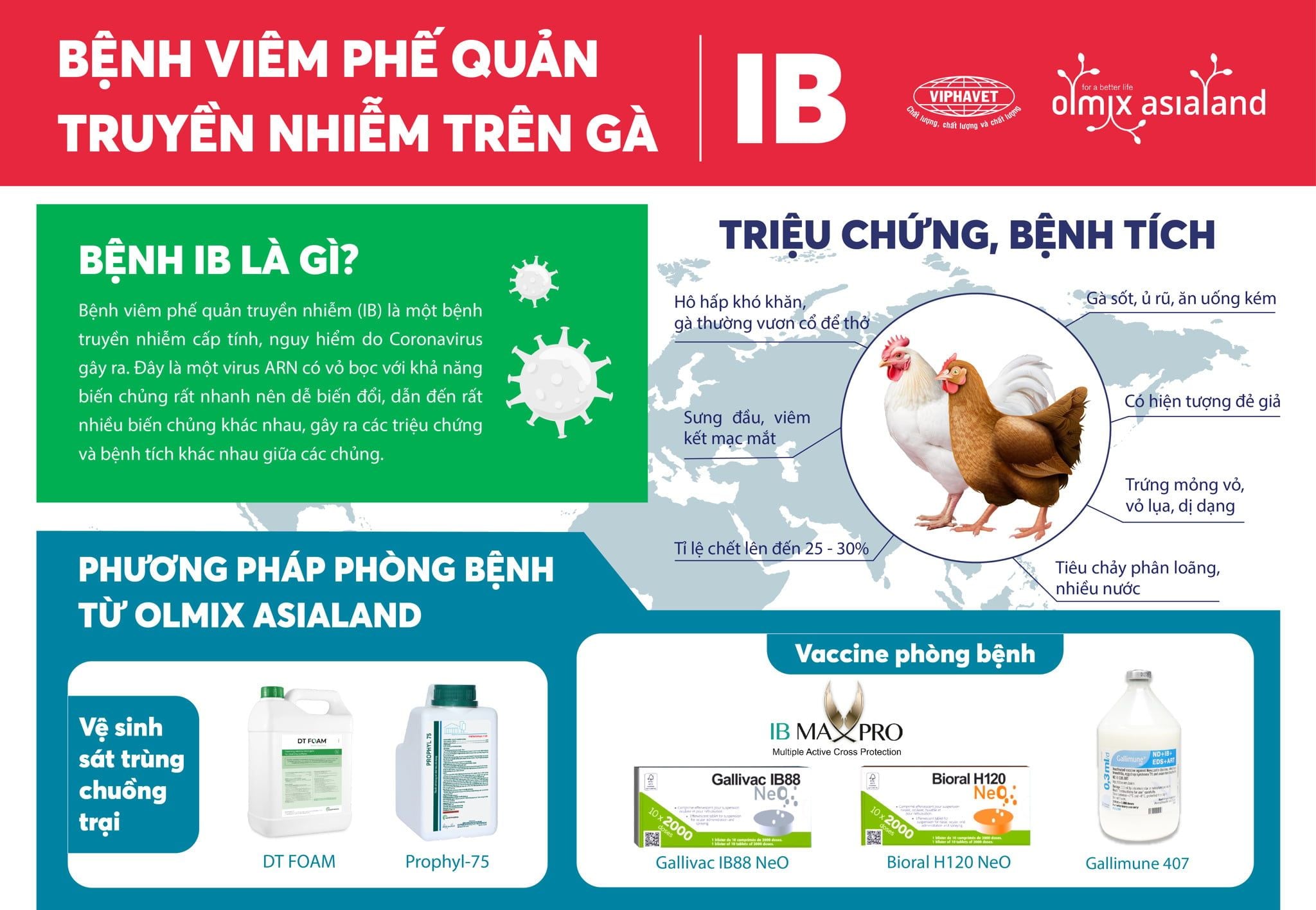 BỆNH VIÊM PHẾ QUẢN TRUYỀN NHIỄM (IB)