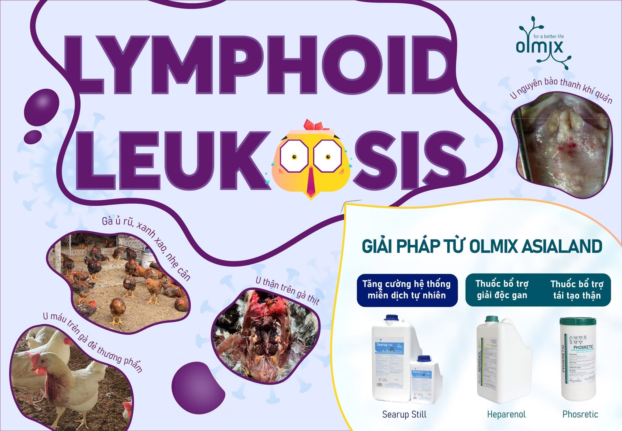 BỆNH LYMPHOID LEUKOSIS CÓ TRIỆU CHỨNG NHƯ THẾ NÀO TRÊN GÀ THỊT LÔNG MÀU?