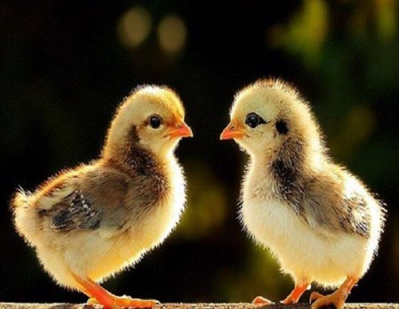 QUẢN LÝ STRESS GÀ CON TRONG TUẦN ĐẦU TIÊN