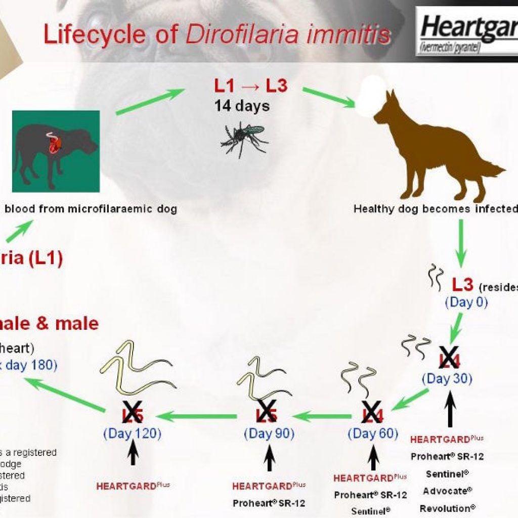 HỎI ĐÁP VỀ BỆNH GIUN TIM & HIỆU QUẢ CỦA HEARTGARD PLUS