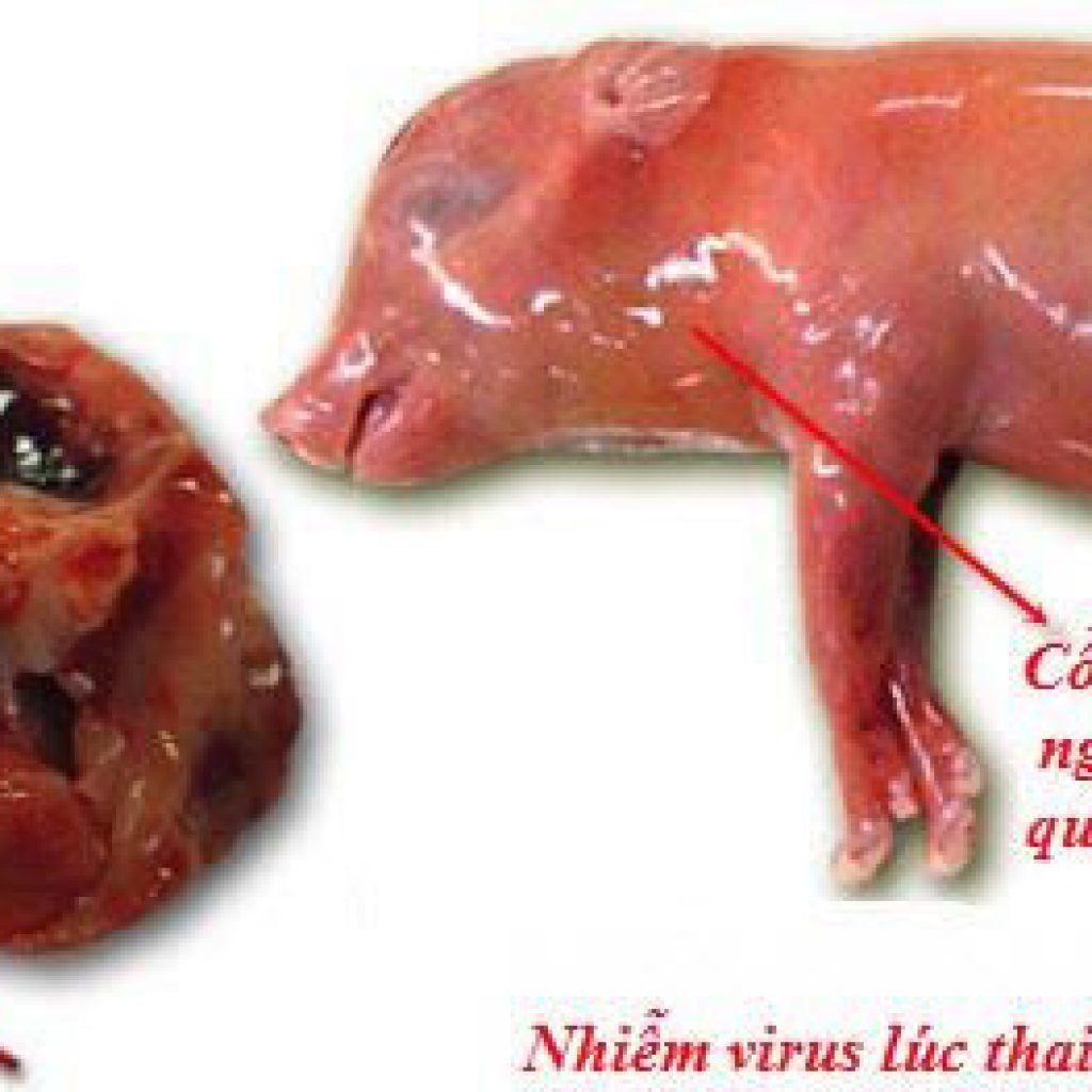 THÀNH TÍCH SINH SẢN KÉM DO NHIỄM PCV2