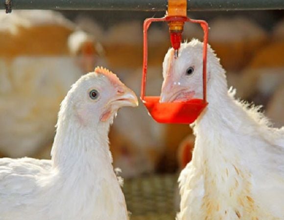 ĐIỀU TRỊ BỆNH CHO VẬT NUÔI BẰNG ĐƯỜNG UỐNG