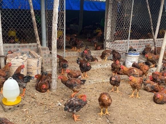 Gà ủ rũ, ăn kém, nhợt nhạt