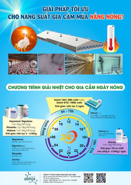 Giải pháp giải nhiệt cho gia cầm mùa nắng nóng