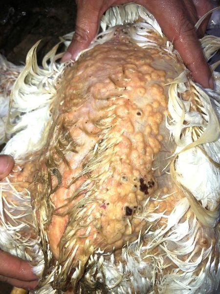 U máu trên da gây chảy máu ở gà đẻ thương phẩm lông trắng do Leukosis vs Khối u nang lông do nhiễm Marek