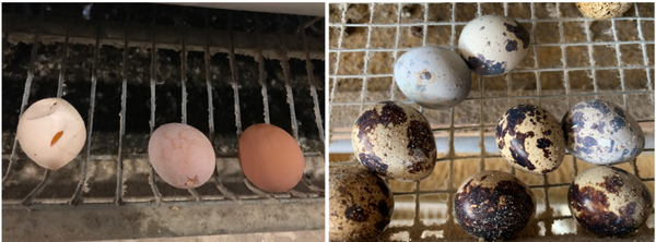 Tình trạng trứng trắng, vỏ trứng mỏng do bị stress nhiệt