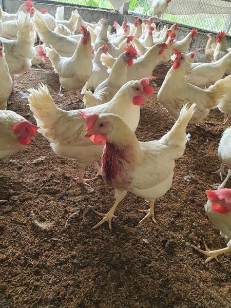 U máu trên da gây chảy máu ở gà đẻ thương phẩm lông trắng do Leukosis vs Khối u nang lông do nhiễm Marek