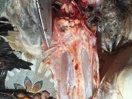 U xương ức ở gà thịt