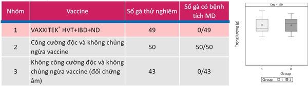 Đánh giá độ an toàn khi chủng ngừa VAXXITEK® HVT+IBD+ND dưới da