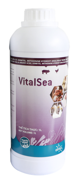 Vitalsea chai 1L