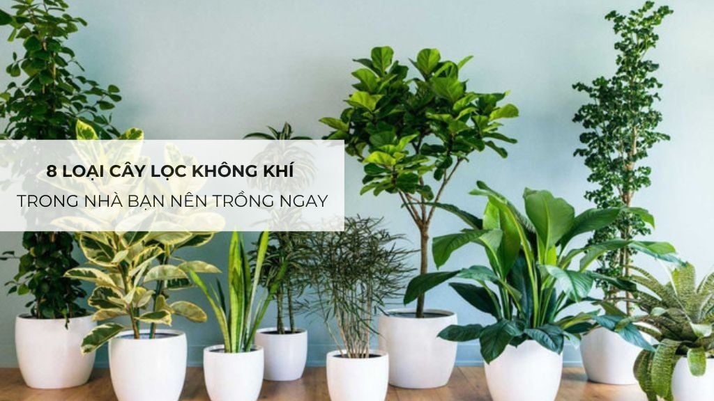 8 loại cây lọc không khí trong nhà bạn nên trồng ngay