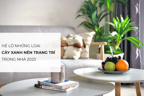 Hé lộ những loại cây xanh nên trang trí trong nhà 2023