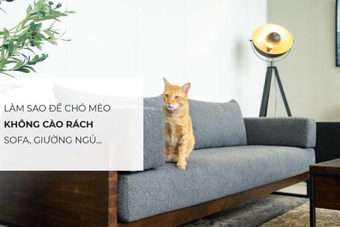 Làm sao để chó, mèo không cào rách sofa, giường ngủ và nội thất khác