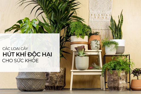 Hé Lộ Top 10 Cây Cảnh Hút Khí Độc Tốt Nhất Trong Nhà | Cập Nhật 2024