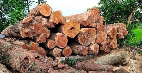 Nguồn gốc và sự sinh trưởng của gỗ Cẩm Lai
