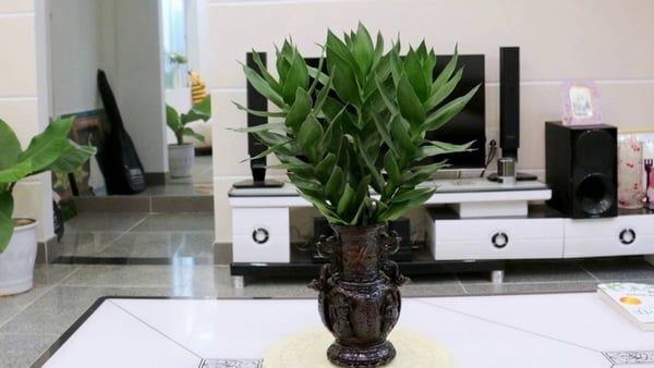 Cây xanh được đặt hợp lý trong phòng khách