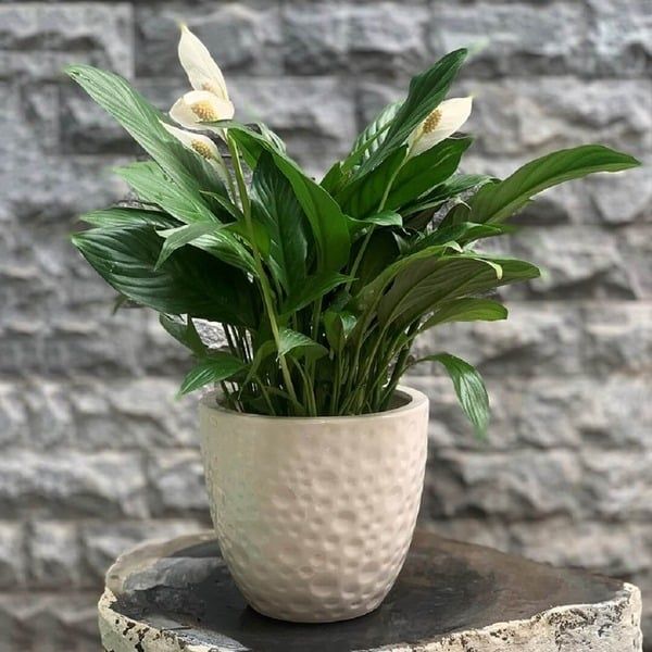 Hình ảnh bài viết