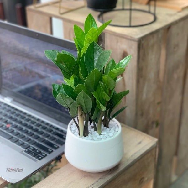 Hình ảnh bài viết