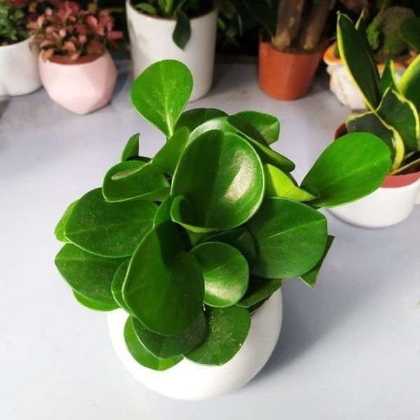 Hình ảnh bài viết