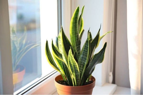 Sử dụng cây lưỡi hổ trong nhà