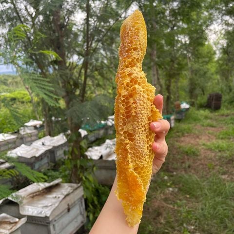 MẬT ONG RỪNG NGUYÊN CHẤT NHÀ FARM HOUSE - THE FARM HOUSE’S PREMIUM BLOSSOM HONEY