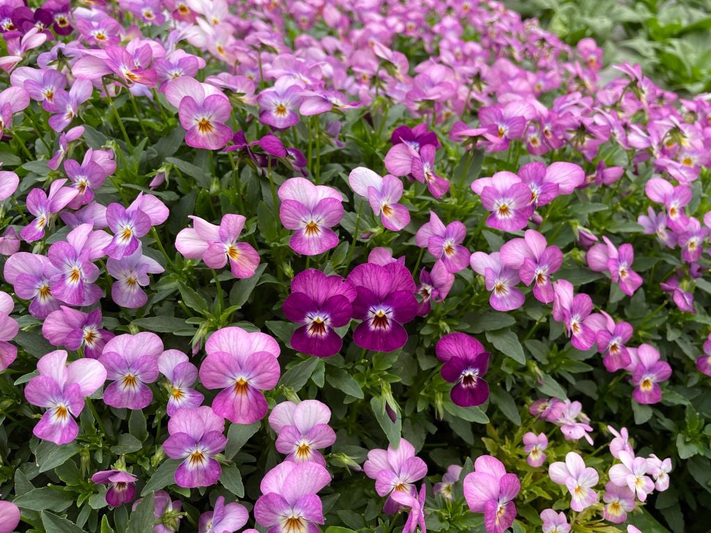 Thông tin và hướng dẫn bảo quản hoa trang trí ăn được