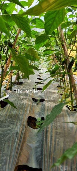 Ớt Jalapẽno - Hương vị, cách sử dụng và nơi bán