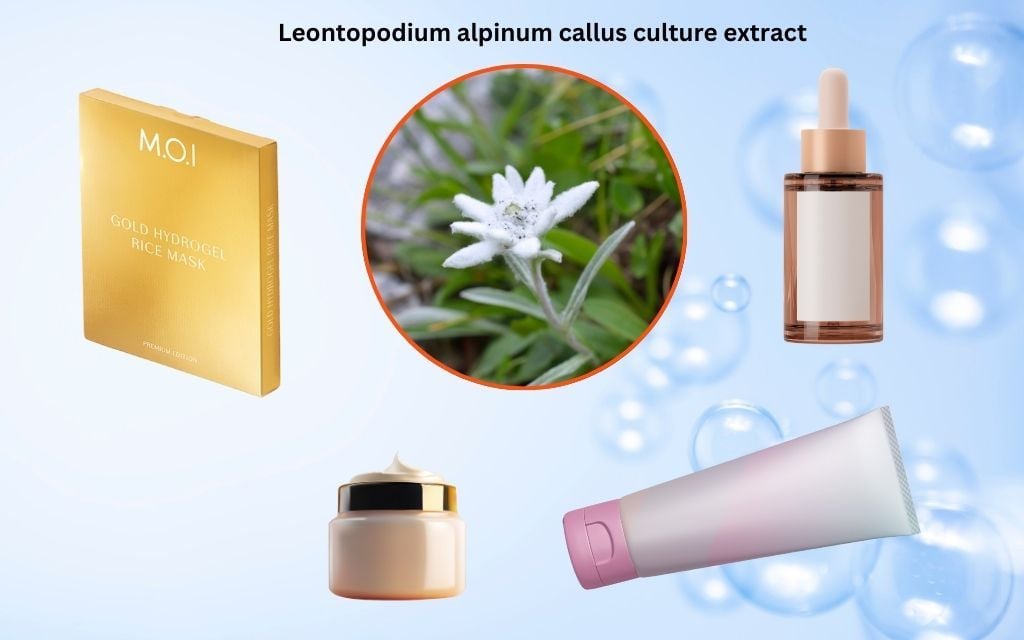 Leontopodium alpinum callus culture extract: Giảm kích ứng và dưỡng ẩm