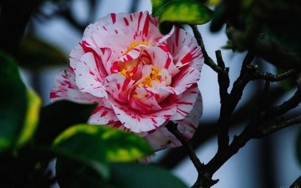 Hoa trà Nhật Bản và công dụng tuyệt vời cho làn da