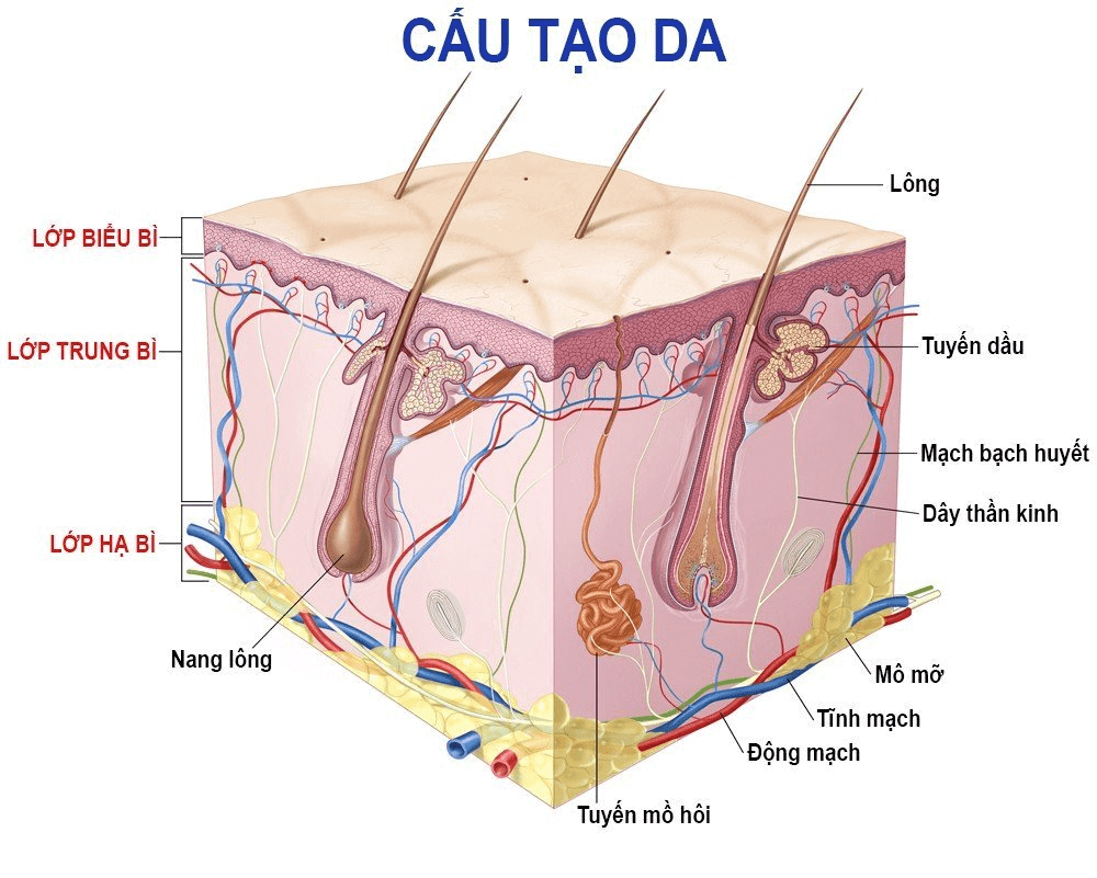 Nguyên nhân gây ra bít tắc lỗ chân lông