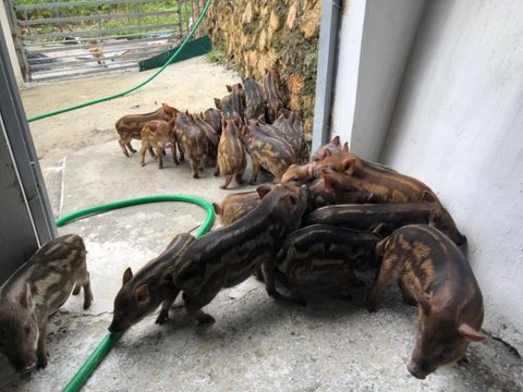 Hiệu quả từ mô hình chăn nuôi lợn hữu cơ bằng giun quế