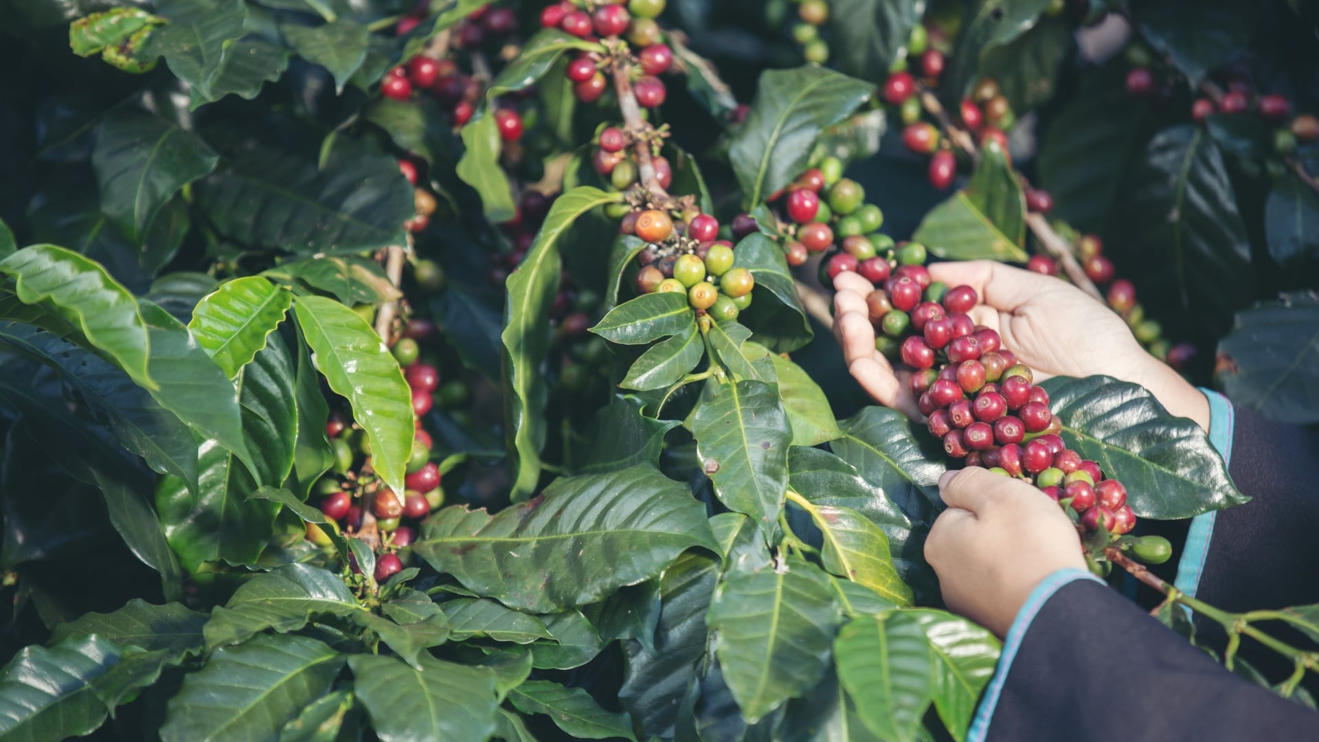 Cà Phê Arabica Rang Mộc, Nguyên Chất - Chính Hiệu Cà Phê Cầu Đất