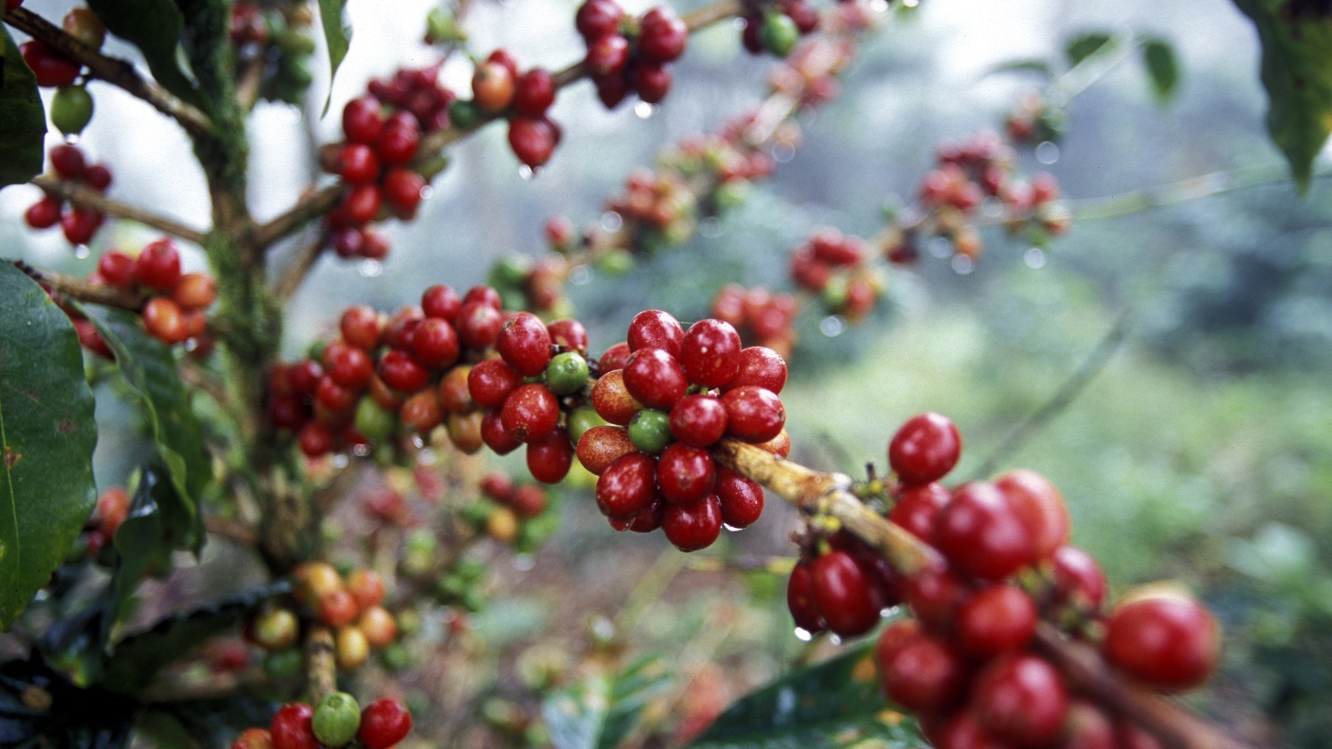 Cà Phê Robusta Rang Mộc Hương Vị Đậm Đà Chuẩn Vị