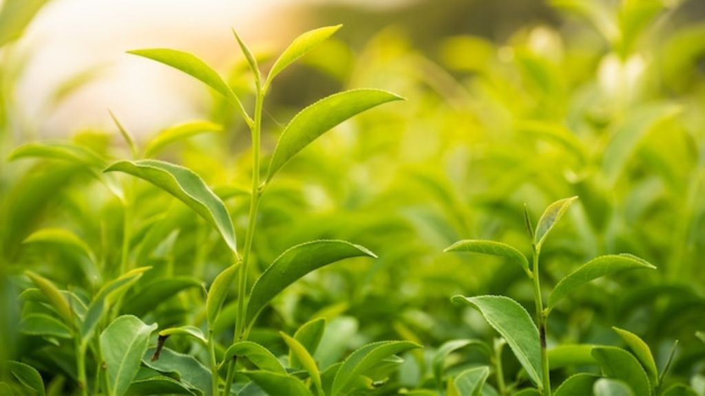 Trà Xanh: Thức Uống Truyền Thống Của Người Việt