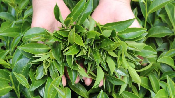 Trà Hoa Lài Và Đôi Điều Về Trà Nhài