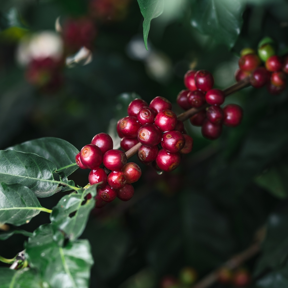 giống cà phê robusta