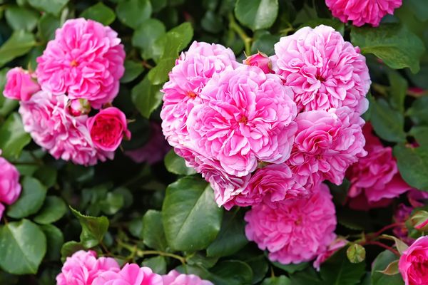 Hoa hồng - Điểm chung thú vị của 3 mùi hương nữ kinh điển