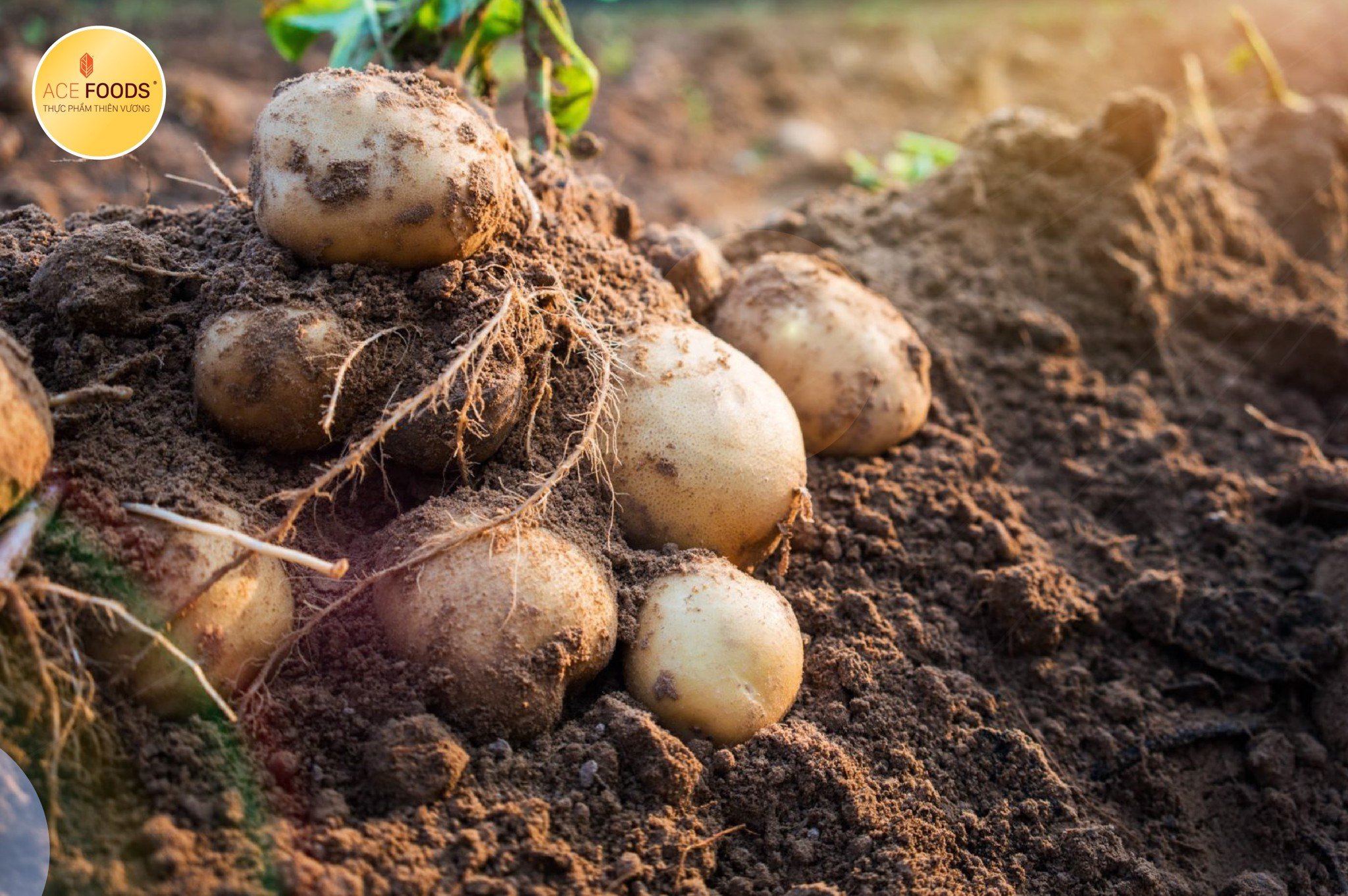 Lựa chọn giống khoai tây Binjte chính là điều giúp CLAREBOUT thành công trên mỗi sản phẩm khoai bán ra trên thị trường