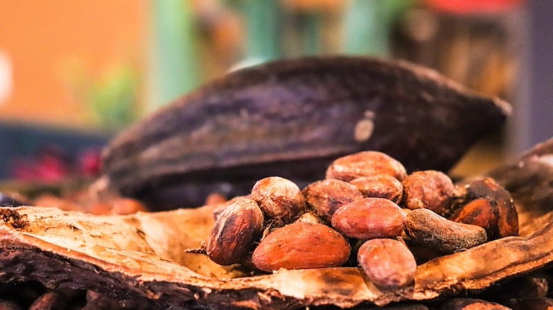 Chi Tiết Cách Làm Cacao Nóng / Lạnh Tại Nhà & Một Số Lưu Ý Quan Trọng
