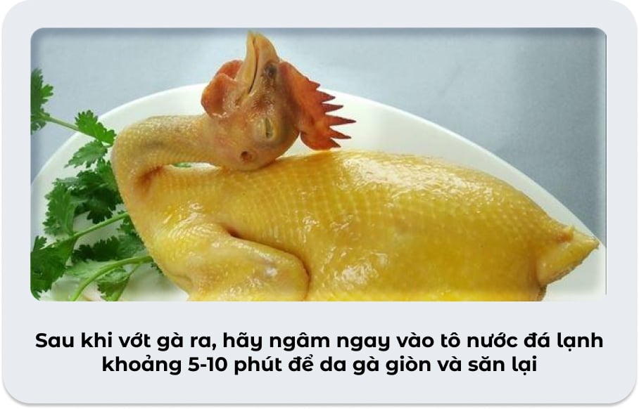 Toàn Tập Cách Chọn Gà Ta Ngon (Gà Sống & Làm Sẵn)