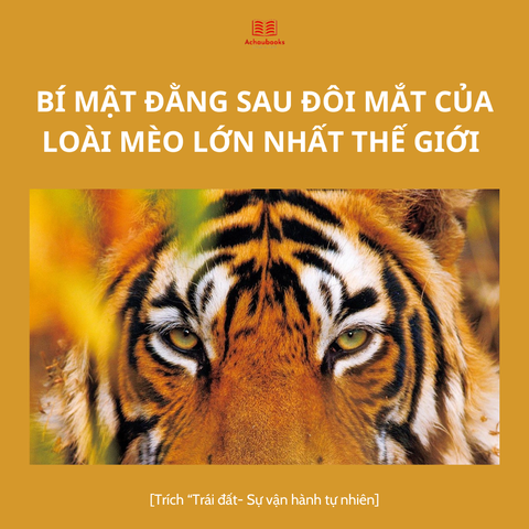 Khám Phá Bí Mật Đằng Sau Đôi Mắt Của Hổ - Loài Mèo Lớn Nhất Thế Giới
