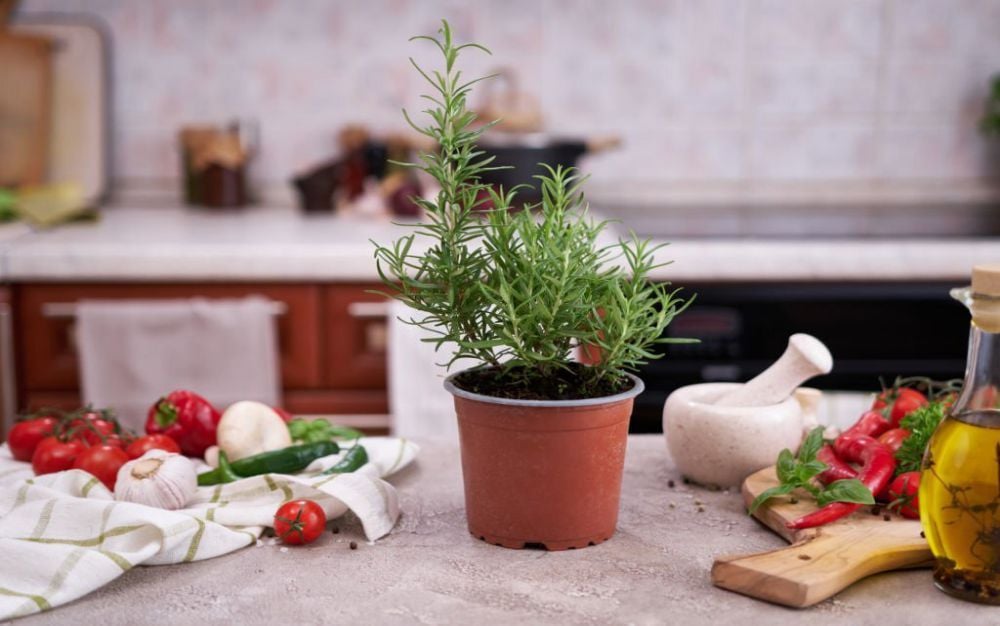 trồng cây gì trong nhà bếp 8