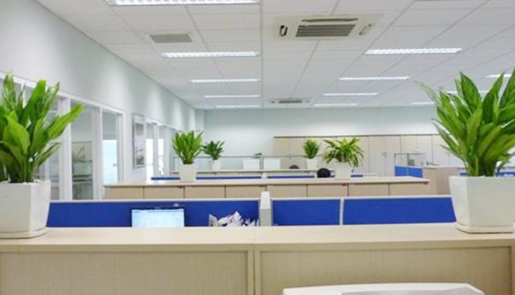 Dịch vụ cho thuê cây cảnh tại Quận Cầu Giấy Hà Nội