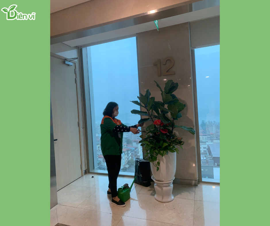 Cây bàng Singapore hợp mệnh gì?