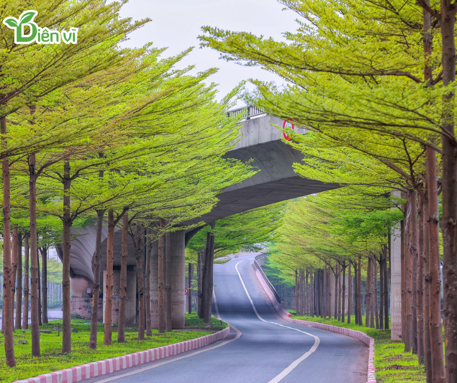 Top 5 Cây Trồng Dự Án Khu Đô Thị