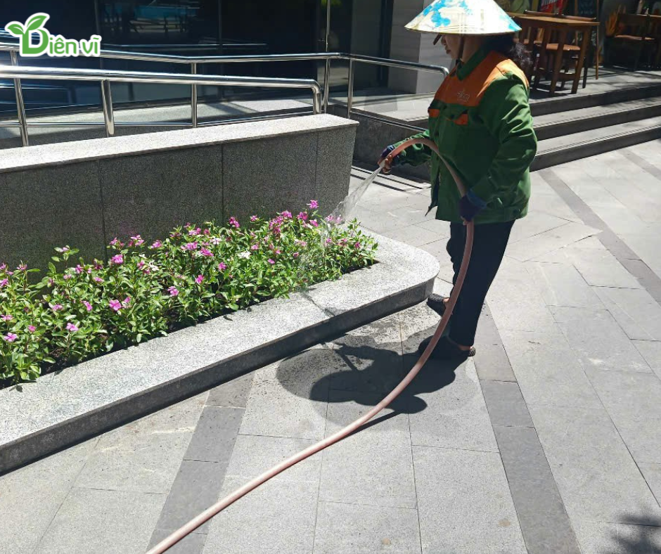 Đơn Vị Chăm Sóc Cây Xanh Tại Đống Đa – Chất Lượng, Tận Tâm