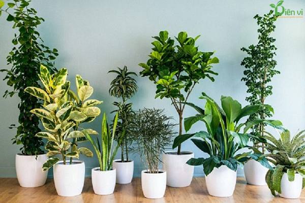 Top 10 cây phong thủy nên trồng trong nhà giúp mang lại tài lộc và sức khỏe