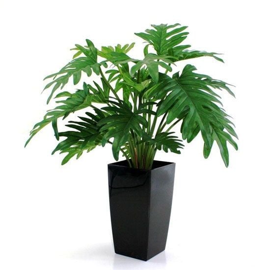 Công dụng và ý nghĩa cây trầu bà lá xẻ trong phong thủy