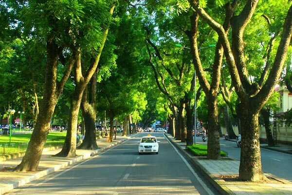 Cây xanh đô thị là gì?