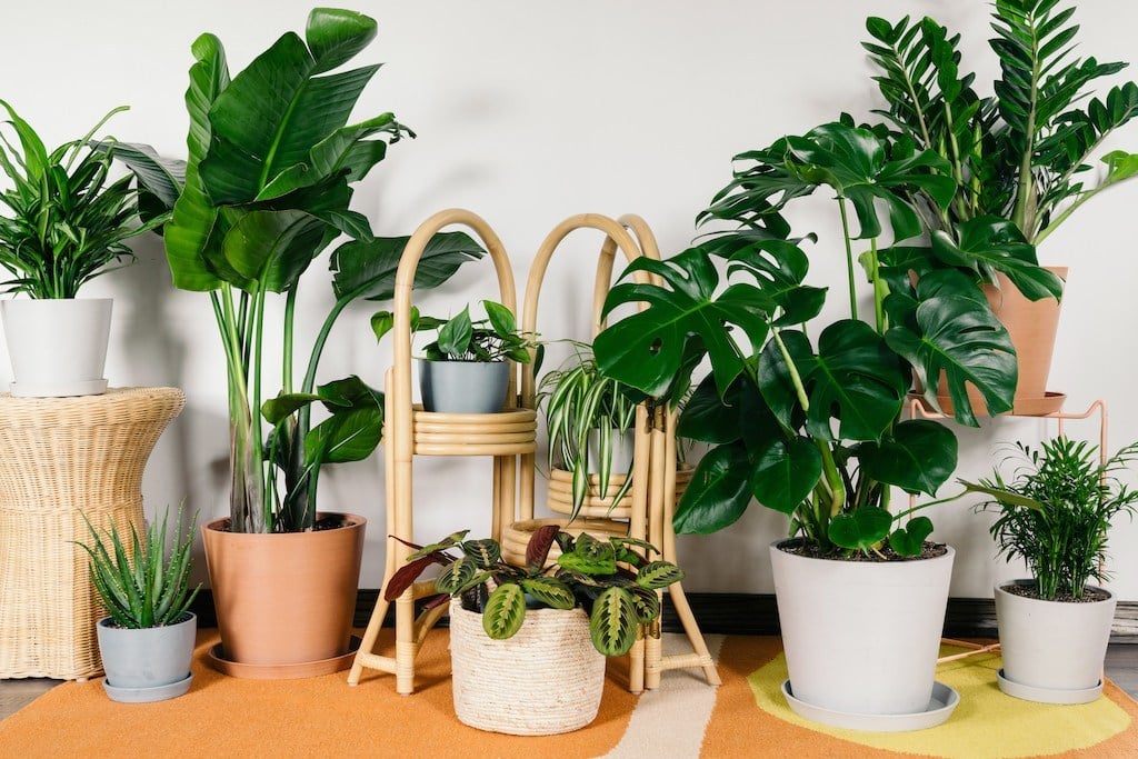 Mệnh thủy hợp cây gì? Top 07 cây cho người mệnh thủy tài lộc may mắn